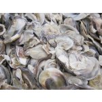 Dijk Natural Collection Mušle Oyster ústřice 130 g – Zbozi.Blesk.cz