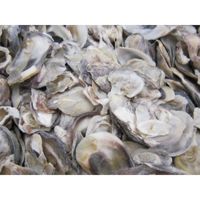 Dijk Natural Collection Mušle Oyster ústřice 130 g – Zbozi.Blesk.cz
