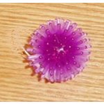 Papillon Míček ježatý 3 cm – Sleviste.cz