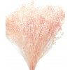 Sušený Broom Bloom světle růžový, kytice/svazek od 50g