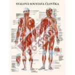 Plakát svalová soustava 63x47cm – Zboží Dáma