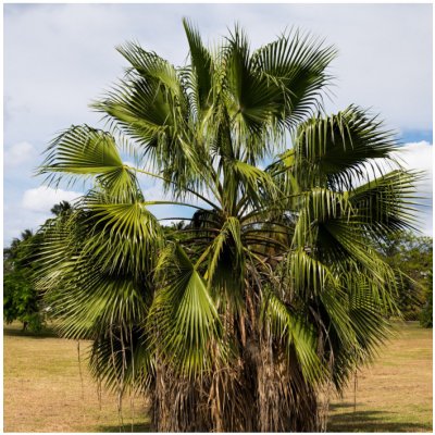 Palma vláknitá Washingtonie - Washingtonia filifiera - semena palmy - 3 ks – Zbozi.Blesk.cz