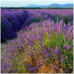 Levandule lékařská - Lavandula angustifolia - semena levandule - 130 ks