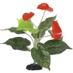 Repti Planet kvetoucí Anthurium 40 cm – Zboží Mobilmania