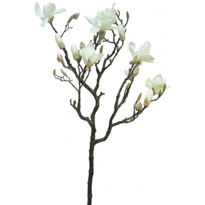 Magnolie - Magnolia větev 'Lisa' krémová 128 cm