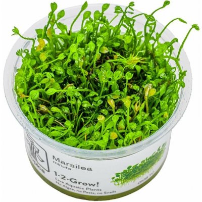 Marsilea minuta – Zboží Dáma