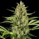 Sensi Seeds Jack Herer Automatic semena neobsahují THC 10 ks – Sleviste.cz