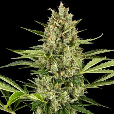 Sensi Seeds Jack Herer Automatic semena neobsahují THC 10 ks – Sleviste.cz