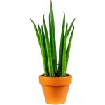 Gardners Sansevieria bacularis, průměr 6 cm Sanseveria, Tchýnin jazyk, Tenura – Zboží Dáma