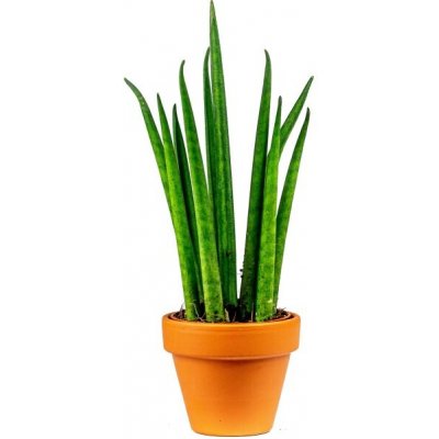 Gardners Sansevieria bacularis, průměr 6 cm Sanseveria, Tchýnin jazyk, Tenura – Zboží Dáma