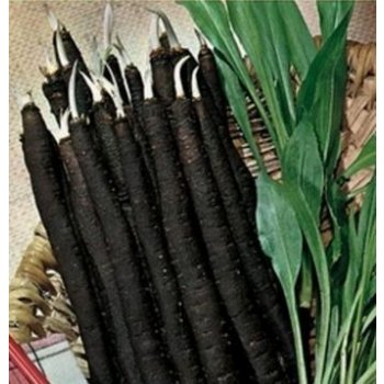 Černý kořen - rostlina Scorzonera hispanica - osivo černého kořene - 2 g
