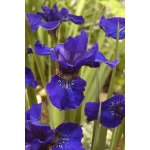 Kosatec sibiřský 'Ever Again' 1 ks – HobbyKompas.cz