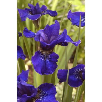 Kosatec sibiřský 'Ever Again' 1 ks – HobbyKompas.cz