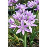 Allium unifolium EROS - okrasný česnek – Hledejceny.cz
