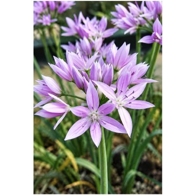 Allium unifolium EROS - okrasný česnek – Hledejceny.cz