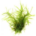 Taxiphyllum alternans - Taiwan moss – Zboží Dáma