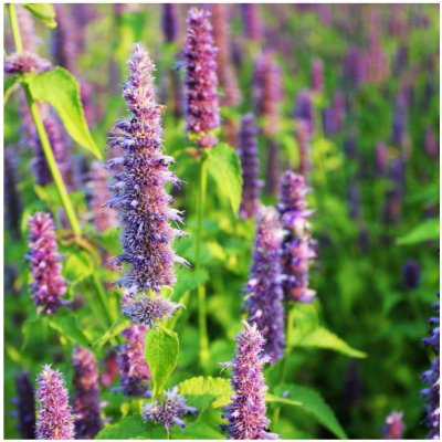 Agastache fenyklová anýzová - Agastache foeniculum - osivo agastache - 250 ks – Zbozi.Blesk.cz