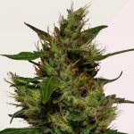 Kera Seeds Critical semena neobsahují THC 1 ks – Hledejceny.cz