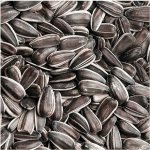 Avicentra Slunečnice žíhaná 25 kg – Zbozi.Blesk.cz