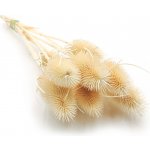 mech-mech.cz Sušený Bodlák - Vybělený – Zboží Dáma