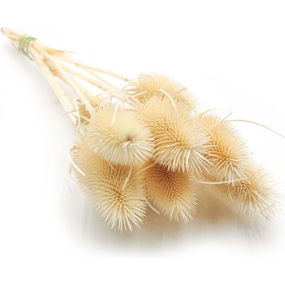 mech-mech.cz Sušený Bodlák - Vybělený – Zboží Dáma