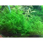 Taxiphyllum alternans - Taiwan moss – Zboží Dáma