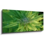 Skleněný obraz 1D panorama - 120 x 50 cm - close up of a marijuana plant bud zblízka rostliny pupíku marihuany