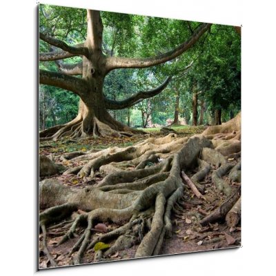 Obraz 1D - 50 x 50 cm - Primeval rainforest in Kandy, Sri Lanka Pralesní deštný prales v Kandy na Srí Lance – Zboží Mobilmania
