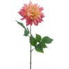 Květina Jiřinka - Dahlia 'Mumba' krémová / růžová V63 cm (N968710)