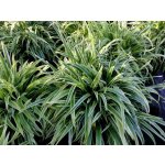 Chlorophytum bichetii - Zelenec bichetův – Zboží Dáma