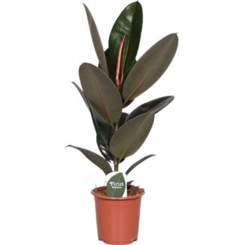 Gardners Ficus elastica Abidjan, průměr 17 cm Fíkovník pryžodárný, Fíkovník, Gumovník