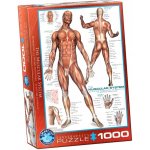 EuroGraphics Svalová soustava The Muscular System 1000 dílků – Hledejceny.cz