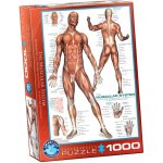 EuroGraphics Svalová soustava The Muscular System 1000 dílků – Zboží Mobilmania