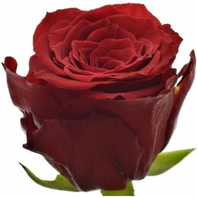 Červená růže RED TORCH 70cm (M) – Zboží Dáma