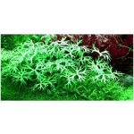 Ranunculus inundatus – Zboží Dáma