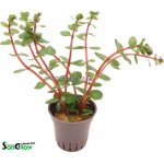 Rotala rotundifolia Orange Juice – Sleviste.cz