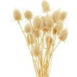 Bodlák medium bílá 20 ks – Zboží Dáma