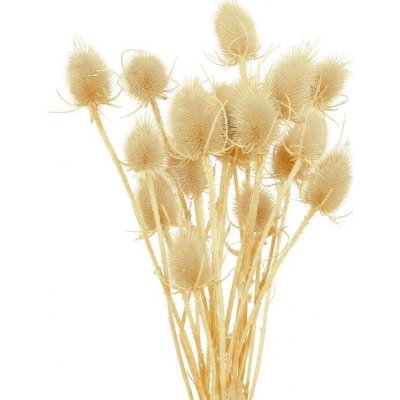 Bodlák medium bílá 20 ks – Zboží Dáma