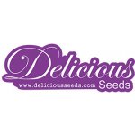 Delicious Seeds Delicious Candy Early Version F1 semena neobsahuji THC 5 ks – Zbozi.Blesk.cz