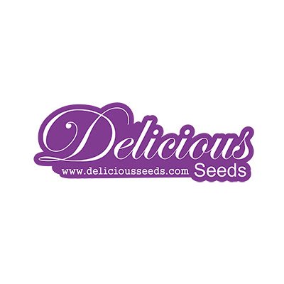 Delicious Seeds Delicious Candy Early Version F1 semena neobsahuji THC 5 ks – Zboží Dáma