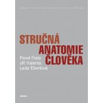 Stručná anatomie člověka – Hledejceny.cz