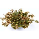 Botanic Růže z Jericha 1ks – Sleviste.cz