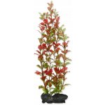 Tetra Ludwigia repens - Red Ludwigia 15 cm – Zboží Dáma
