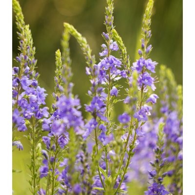 rozrazil-l-ka-sk-semena-rozrazilu-veronica-officinalis-30-ks-od