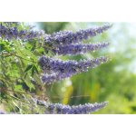Botanic Drmek 90 kapslí – Hledejceny.cz