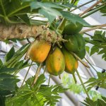 Papája červená - Carica papaya - prodej semen - 5 ks – Hledejceny.cz