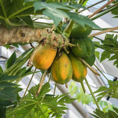 Papája červená - Carica papaya - prodej semen - 5 ks – Hledejceny.cz