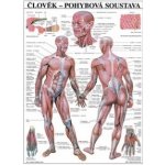 Pohybová soustava - plakát – Hledejceny.cz