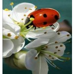 Gaira Diamantové malování Beruška D0974 – Sleviste.cz