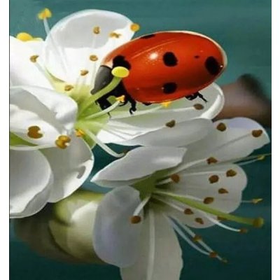 Gaira Diamantové malování Beruška D0974 – Sleviste.cz